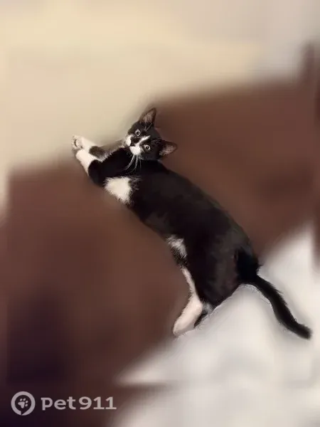Lost cat, Birch Laurel, Woodstock - shy black and white male - photo