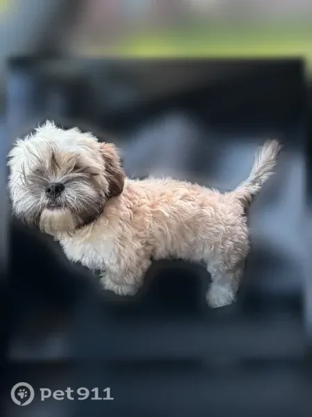 Lost dog, West Airport Boulevard, Arlington - 6 months old male - photo