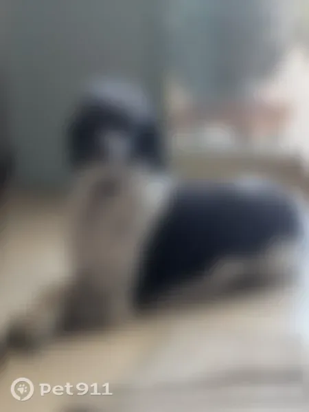 Lost dog, 20th Avenue Southeast, 1613, Rio Rancho — female poodle with collar - photo