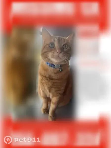 Lost cat, Sullivan Street, Madison — skittish but sweet - photo