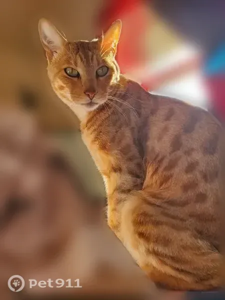 Lost cat, Jennifer Lane, Town of Spring Green, Spring Green - Bengal, tan, brown and white - photo