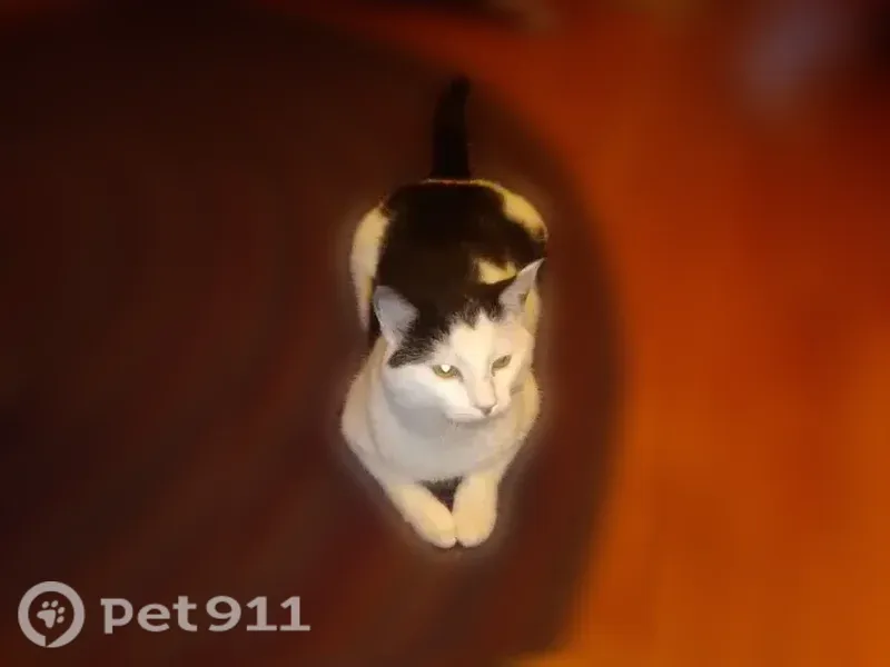 Lost cat, Marvin Avenue, 21, Akron - male — white belly, black head markings - photo