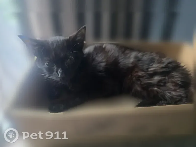 Found cat, Lincoln, Delaware, Baltimore - female black cat, may be sick - photo