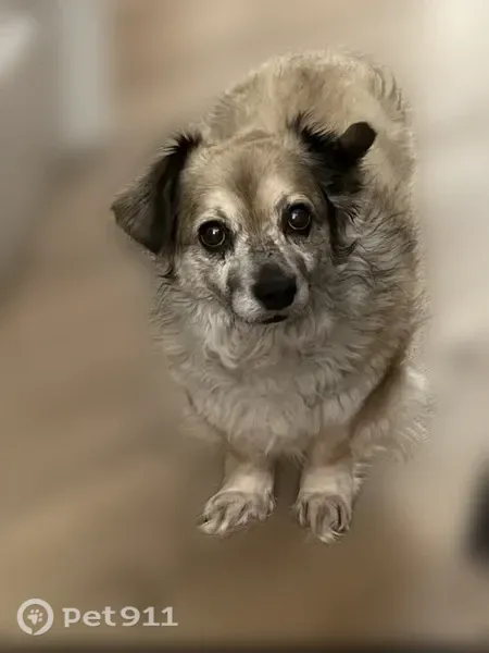 Lost dog, Diamond Street, 4576, Claremont, Arlington — female long-haired dachshund - photo