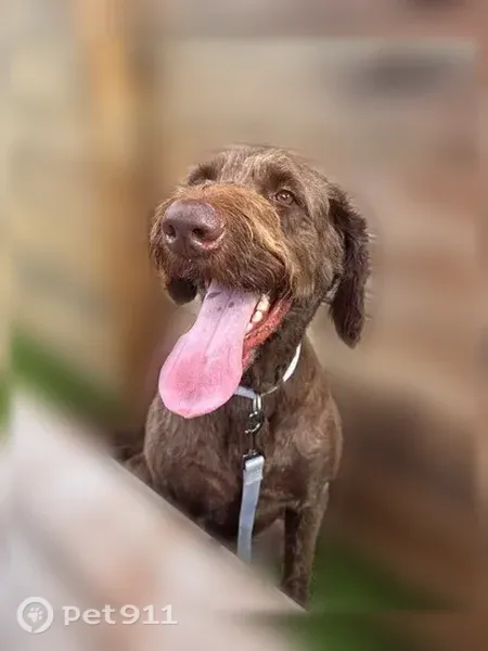 Lost dog, South Rodney Parham Road, 801, Little Rock - male, light purple collar - photo