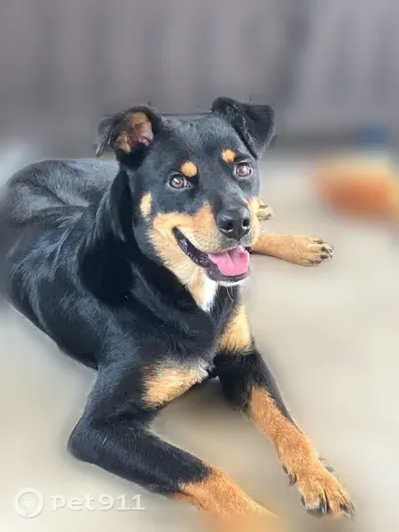 Found dog, Oakdale Drive, 1344, Baton Rouge - photo