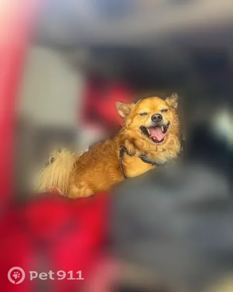 Lost dog, Chick Pea Lane, 8425, Austin — male, shy pomchi mix - photo