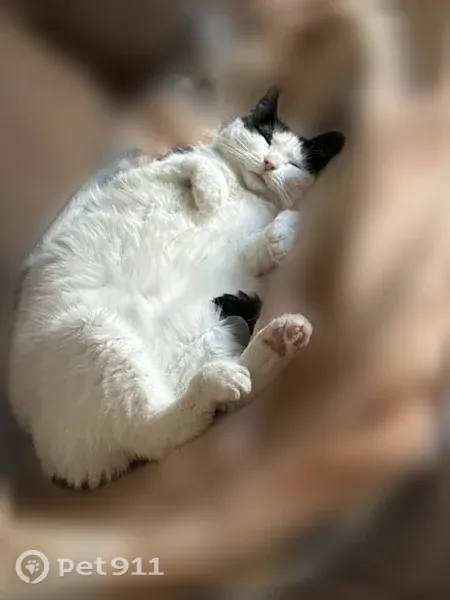 Lost cat, Edwards Lane, 604, Beaver - female, white coat with black markings - photo