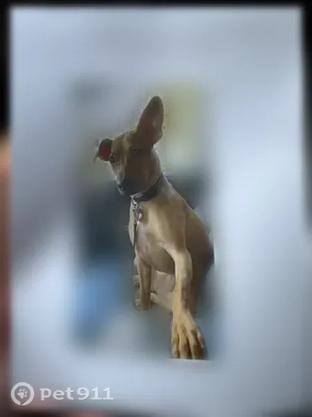 Lost dog, Cox Road, 12324, Gulfport - female, tan, blue collar - photo