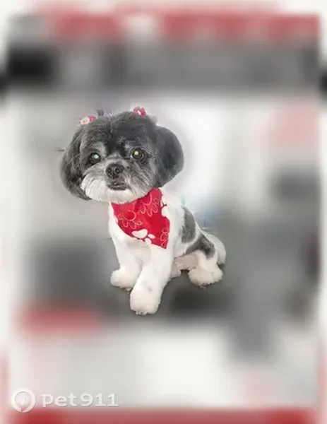 Lost dog, Candlewyck Drive, 1304, Orlando - female Shih Tzu - photo
