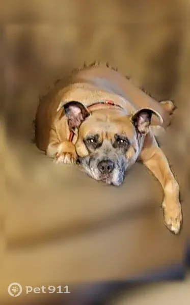 Lost dog, O'Keefe Ridge Road, 6064, Williamsburg, Chamois - female, red collar - photo