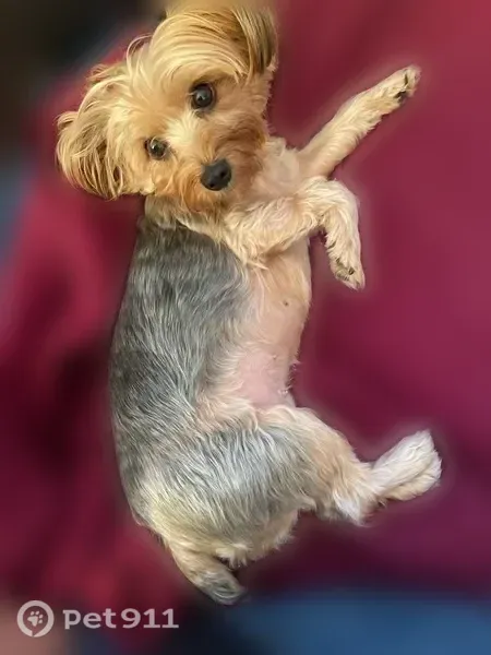 Lost dog, Devonshire Street, 22309, Los Angeles - female Yorkie - photo