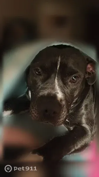 Lost dog, E Street Southeast, 710, Ardmore - black with white chest and paws - photo