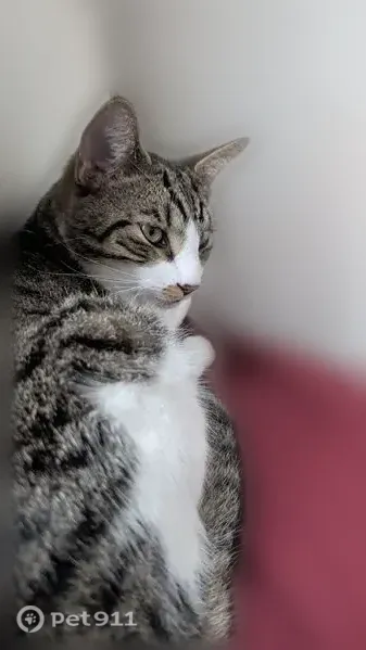 Lost cat, 32nd Avenue North, 800, St. Petersburg - male - photo