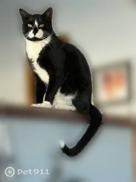 Lost cat, Sipp Avenue, 3015, Medford - white tip on tail - photo