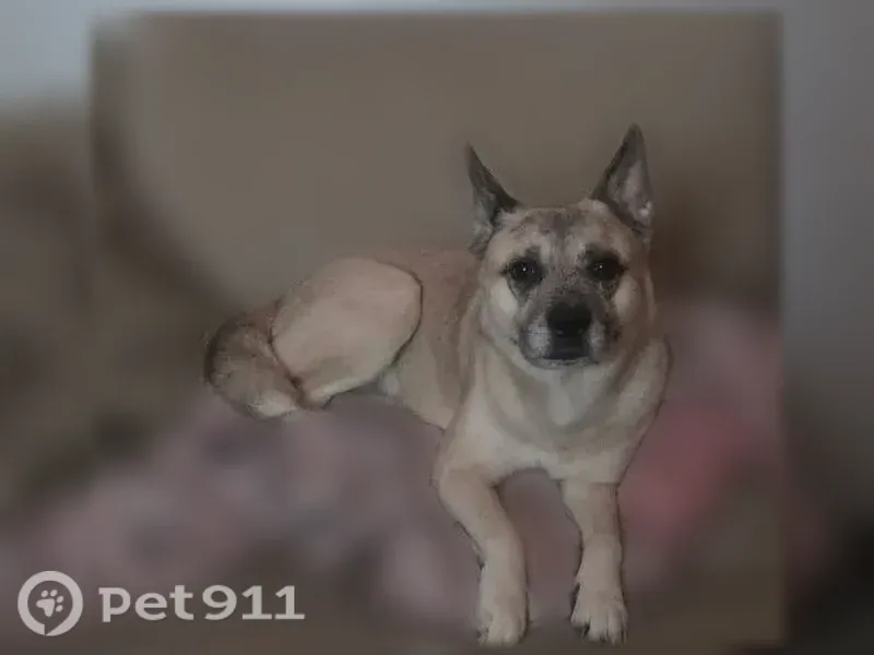 Lost dog, Kingery Highway, 7535, Willowbrook — male, grey fur, erect ears - photo