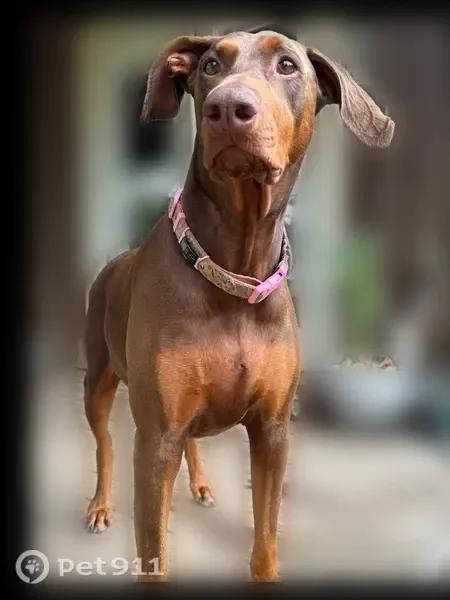 Lost dog, Crystal Springs, Mississippi - red Doberman - photo