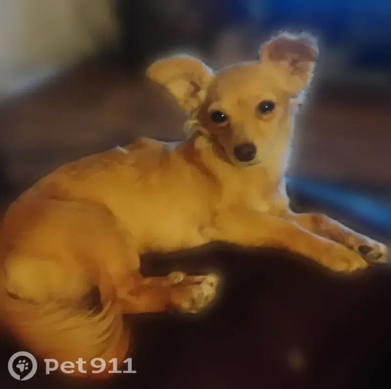 Lost dog, 10th Street, 1173, Bakersfield - female, 6 months old, very afraid - photo