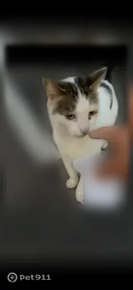 Found cat, Tonawanda, New York, Rochester — very skittish, begs like a dog - photo