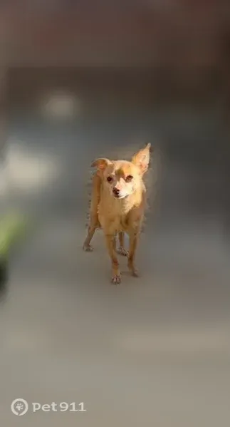 Lost dog, Biddleston Drive, 12241, El Paso, Arlington - female chihuahua, 12 years old - photo