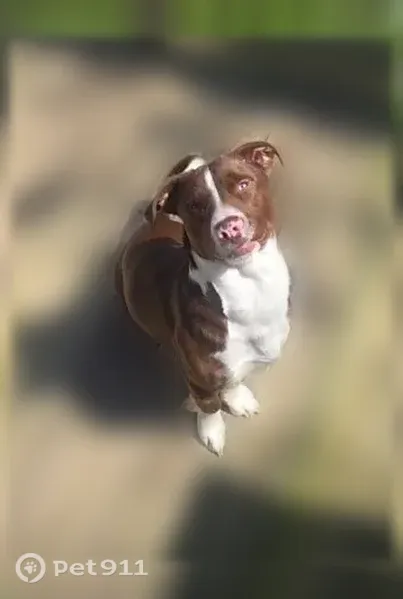 Lost dog, Cedar Place, 155, Huntington - photo