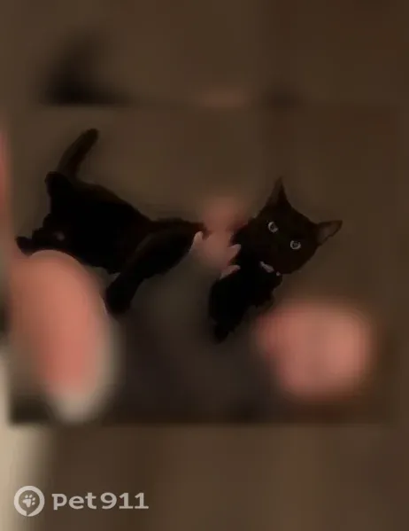 Lost cat, King Road, Centerton - friendly black neutered male - photo