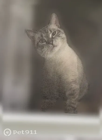 Lost cat, Old Poor Farm Road, Ware, Hartford - male, with a blue-gray flea collar - photo