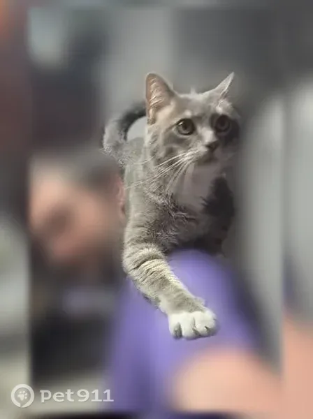 Lost cat, Birmingham Highway, 3501, Opelika - gray tabby with white chest and belly - photo