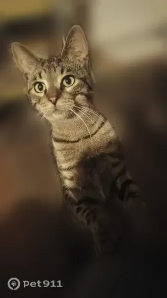 Lost cat, Terry Avenue, 1099, Detroit - white flea collar, wound on back left paw - photo