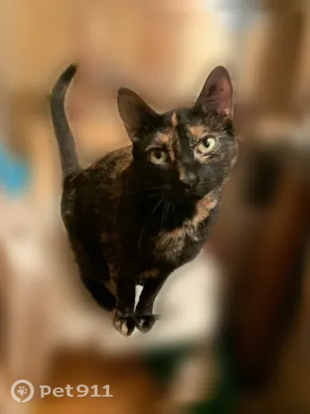 Lost cat, South Antler Trail, 1641, Jacksonville — responds to Coco or Cola - photo