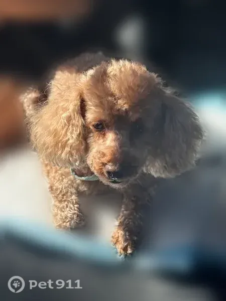 Found dog, Westlake Village, California, Los Angeles - light brown, no collar - photo