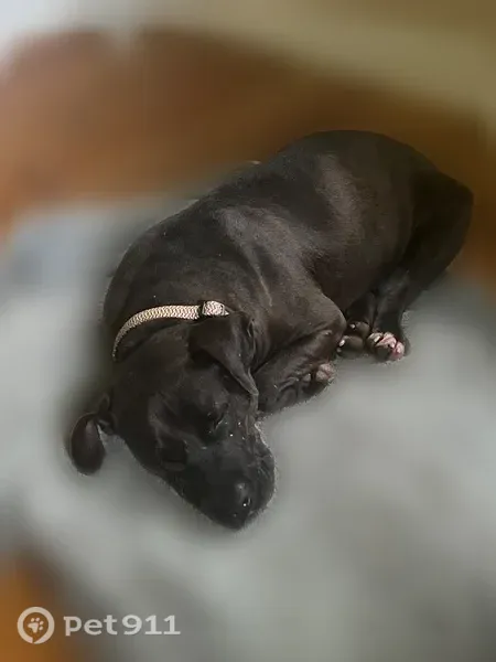 Lost dog, Hunt Road, 4119, Hillsborough - female, brown, skittish - photo