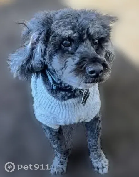 Lost dog, 2nd Street, 130, Appleton — male miniature poodle - photo