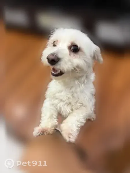 Lost dog, South Amboy, New Jersey, Arlington - small white dog - photo