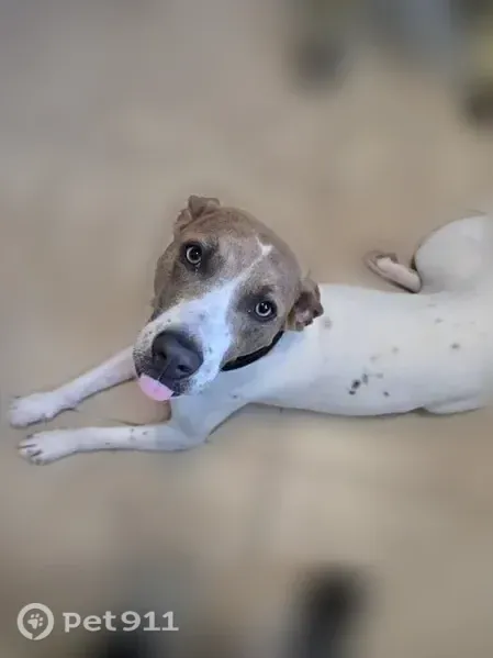 Found female dog, Surprise, Phoenix - spayed, 30 lb, good with kids and dogs - photo