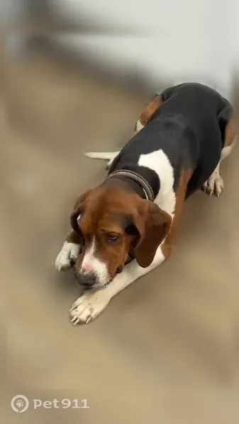 Lost dog, Flat Run Road, 27642, Danville, Chicago - male treeing walker coonhound - photo