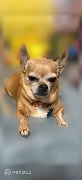 Lost dog, North Timothy Lane, 1642, Wichita - photo