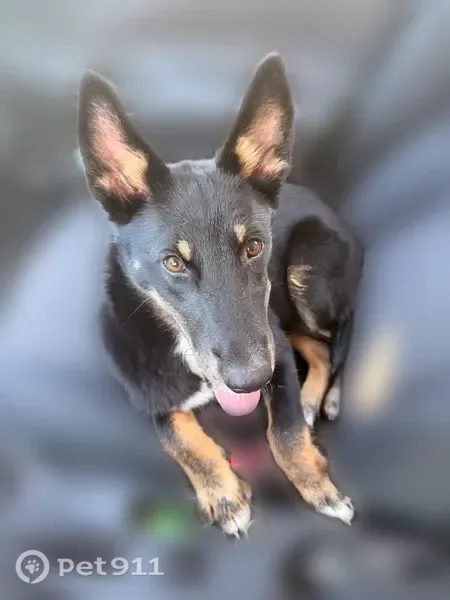 Found dog, Lake Terrace, 10409, Hurst - female, black shiny coat - photo