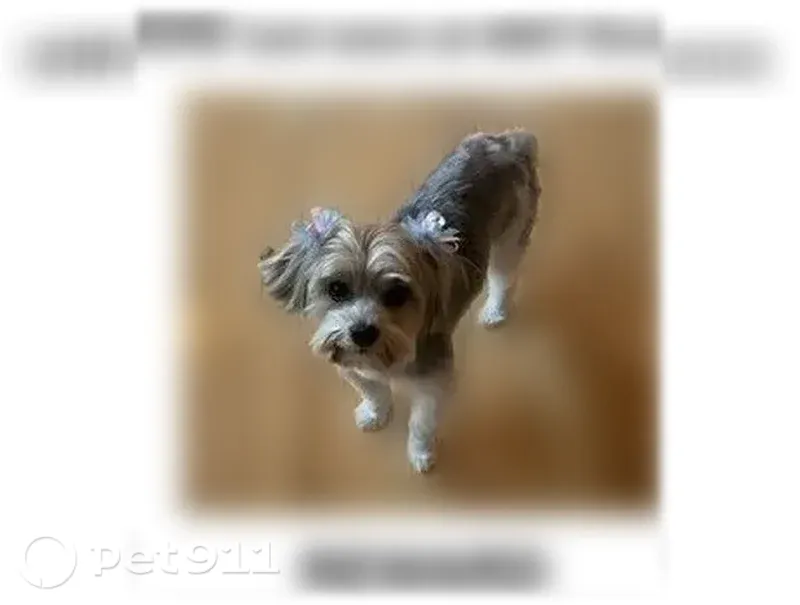 Lost dog, Rixie Road, 4807, North Little Rock - female Maltese, white, 10 lbs - photo