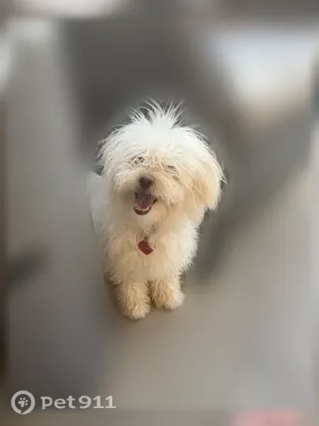 Lost dog, Tempe - photo