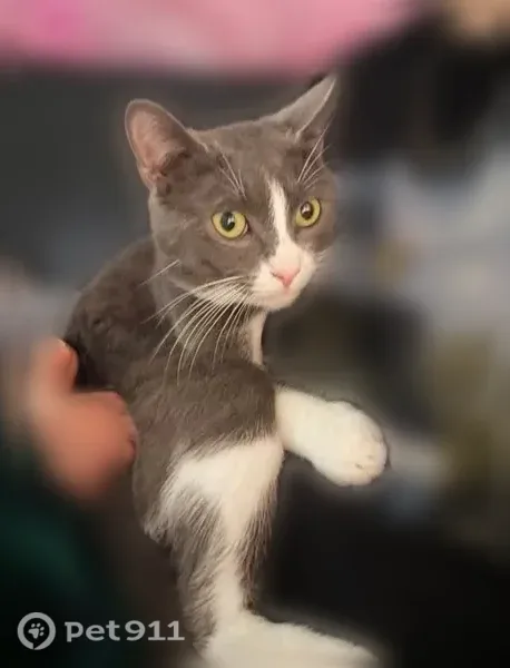 Lost cat, North 67th East Avenue, 1527, Tulsa — grey and white, skittish - photo