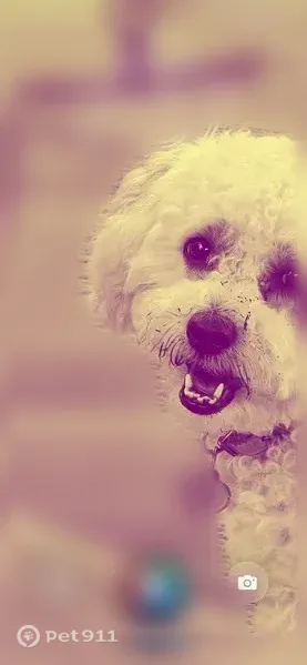 Lost dog, Robinson Avenue, 543, Barberton, Rochester — female Havapoo with blondish white curls - photo