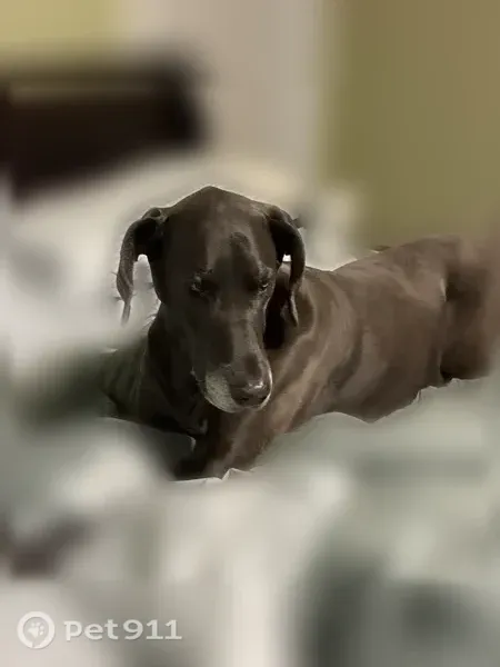 Lost dog, Old Swamp Road, South Carolina, Atlanta — female Great Dane with white muzzle - photo