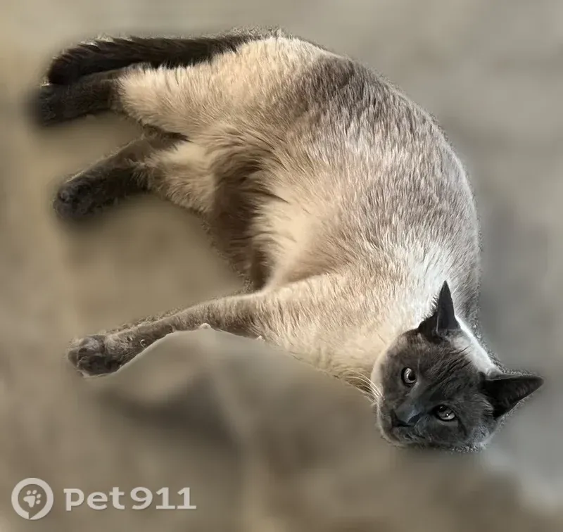 Lost cat, Standifer Gap Road, 8106, Chattanooga — microchipped - photo