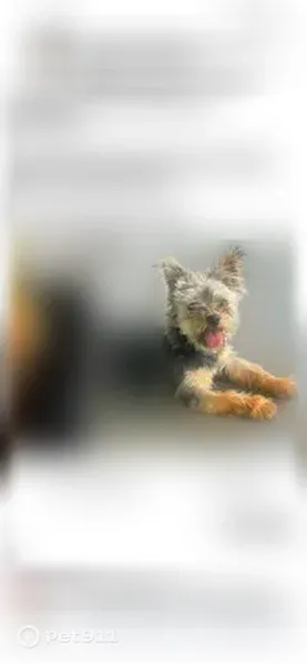 Lost dog, Northwest Esther Avenue, Huntsville - multicolored yorkie, short haircut - photo