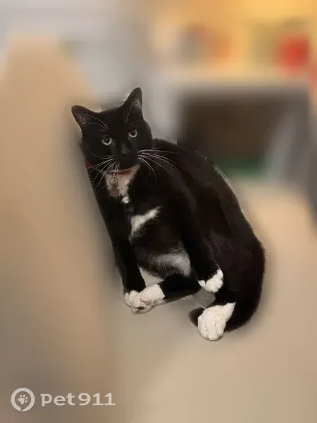 Lost cat, Northeast 15th Avenue, 16501, Ridgefield - tuxedo cat with gloved paws - photo