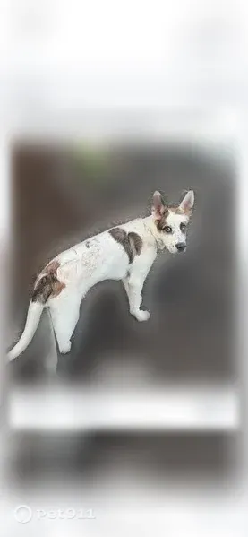 Lost dog, Branham Lane, 1261, San Jose, San Francisco - male - photo