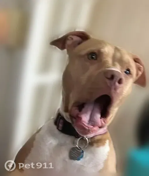 Lost dog, Highridge Avenue, Dayton - female, tan and white, blind in left eye - photo