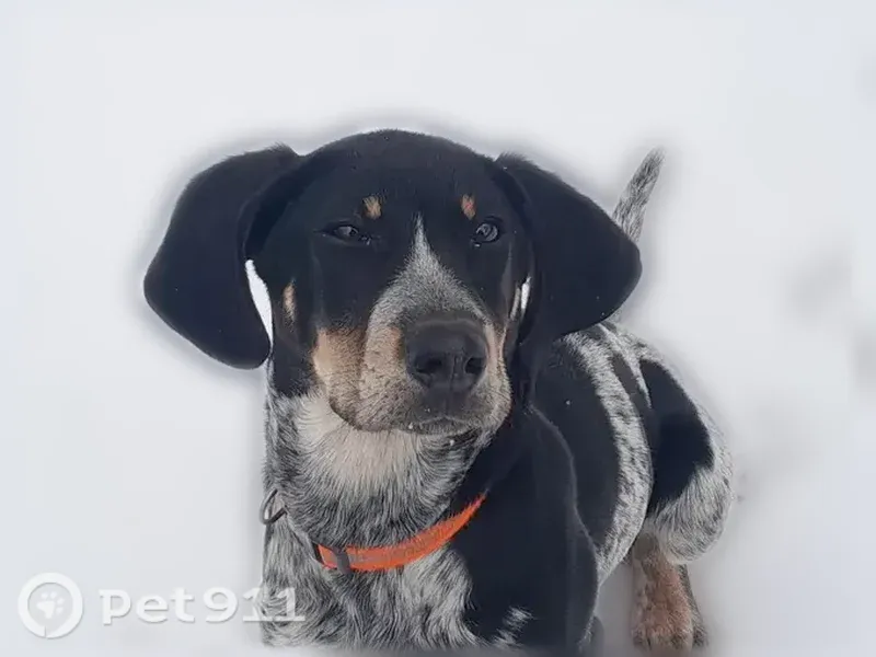 Lost dog, East Damascus Church Road, Bobo, Ranger — male, orange collar - photo