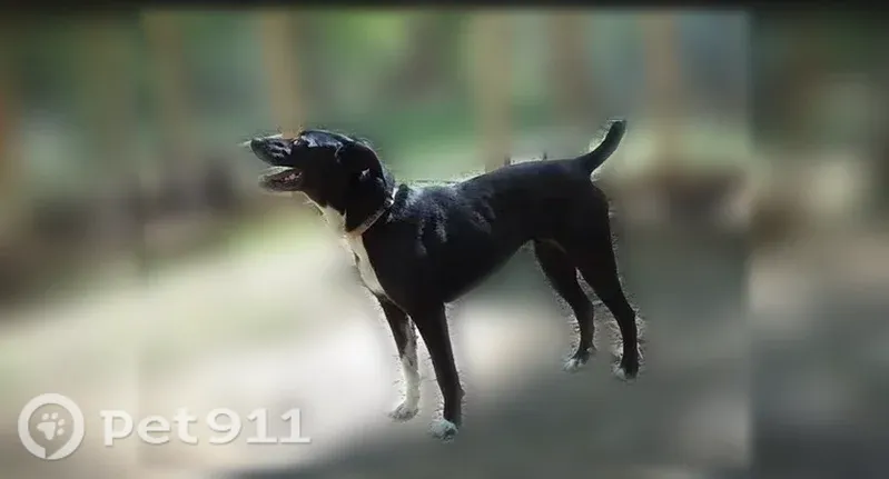 Lost dog, Family Acres Lane, 939, Ranger - female, pink collar - photo